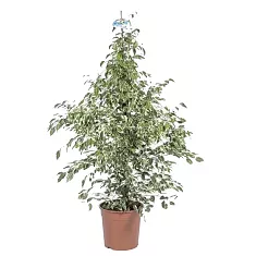 Фикус бенджамина Старлайт D24 H110