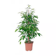 Фикус Бенджамина Экзотика - Ficus benjamina Exotica D17 H60