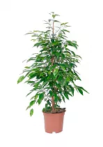 Фикус Бенджамина Экзотика - Ficus benjamina Exotica D17 H60