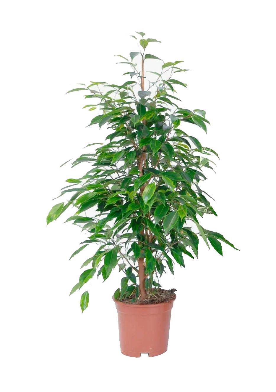 Фикус Бенджамина Экзотика - Ficus benjamina Exotica D17 H60