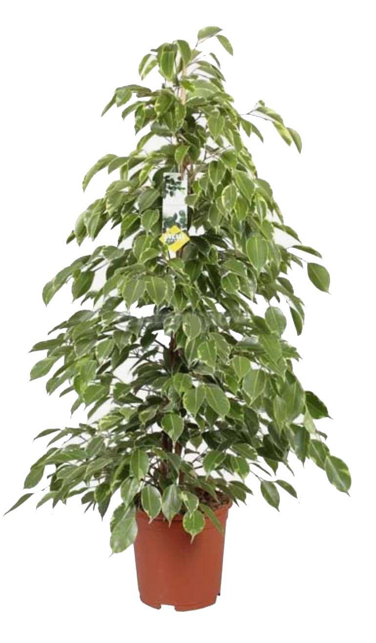 Фикус Бенджамина Голден Кинг - Ficus benjamina Golden King D22 H90