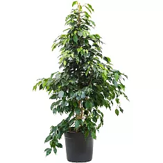 Фикус Бенджамина Даниэль - Ficus Benjamina Danielle D27 h130
