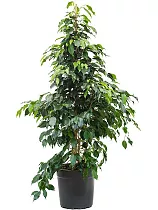 Фикус Бенджамина Даниэль - Ficus Benjamina Danielle D27 h130