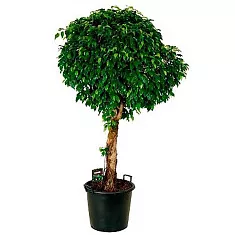 Фикус Бенжамина Колумнар - Ficus benjamina Columnar D35 H130