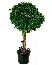 Фикус Бенжамина Колумнар - Ficus benjamina Columnar D35 H130