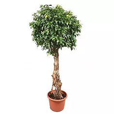 Фикус Бенжамина Колумнар - Ficus benjamina Columnar D40 H150