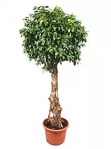Фикус Бенжамина Колумнар - Ficus benjamina Columnar D40 H150