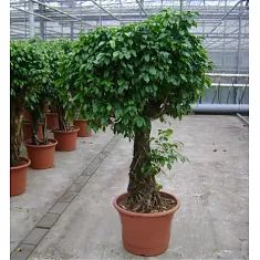 Фикус Бенжамина Колумнар - Ficus benjamina Columnar D50 H200