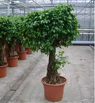 Фикус Бенжамина Колумнар - Ficus benjamina Columnar D50 H200