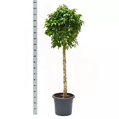 Фикус Бенжамина Колумнар - Ficus benjamina Columnar D45 H190