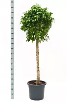 Фикус Бенжамина Колумнар - Ficus benjamina Columnar D45 H190