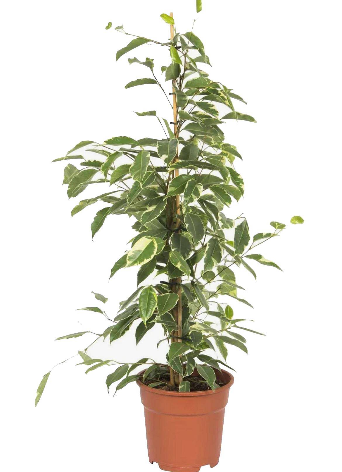 Фикус Бенджамина Голден Кинг - Ficus benjamina Golden King D14 H45