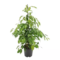Фикус Бенджамина Экзотика - Ficus benjamina Exotica D14 H45