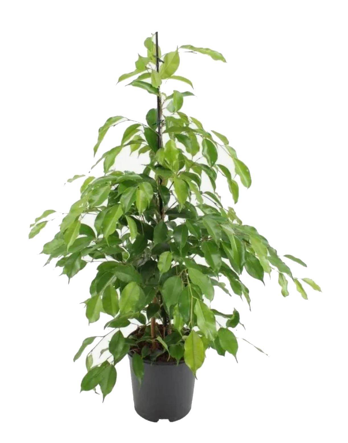 Фикус Бенджамина Экзотика - Ficus benjamina Exotica D14 H45