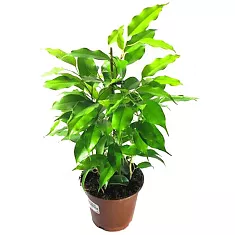 Фикус Бенджамина Голден Моник - Ficus benjamina Golden Monique D14 H45