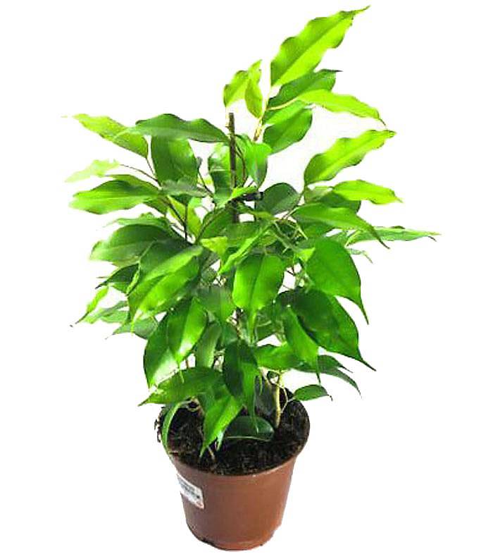 Фикус Бенджамина Голден Моник - Ficus benjamina Golden Monique D14 H45