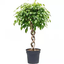 Фикус Бенджамина экзотика двойная спираль - Ficus Be Exotica Double Spiral D31 H140