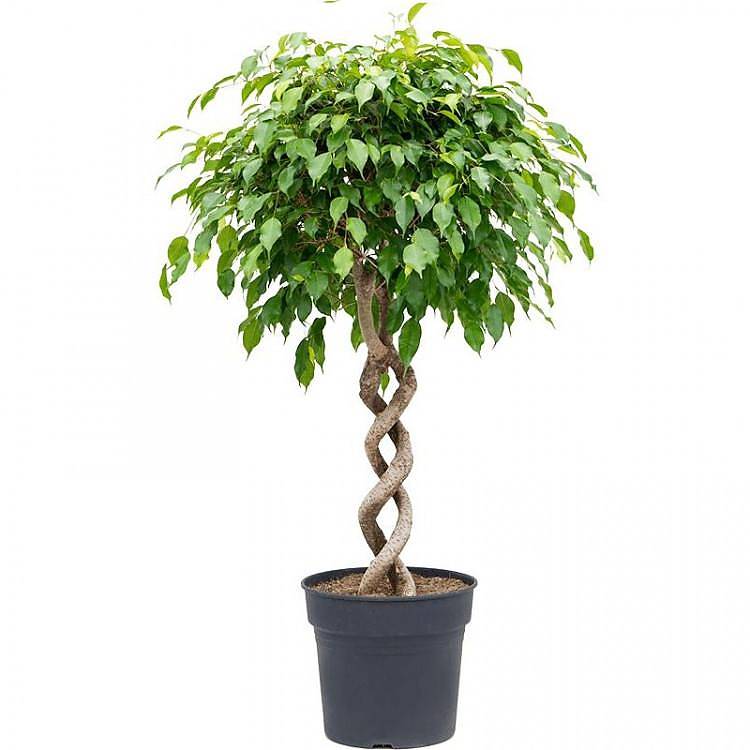 Фикус Бенджамина экзотика двойная спираль - Ficus Be Exotica Double Spiral D31 H140