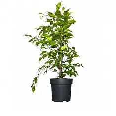 Фикус Бенджамина Голден Моник - Ficus benjamina Golden Monique D17 H60