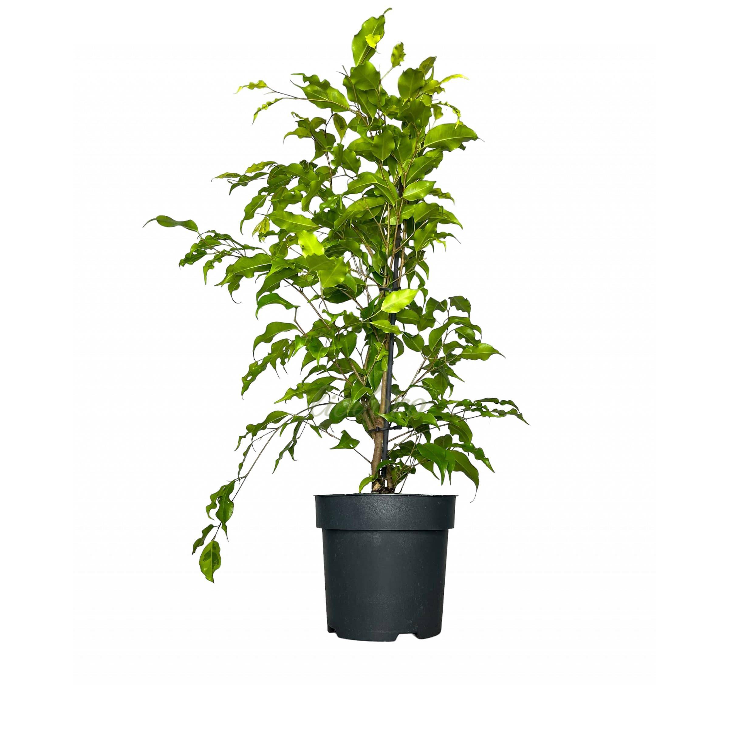 Фикус Бенджамина Голден Моник - Ficus benjamina Golden Monique D17 H60