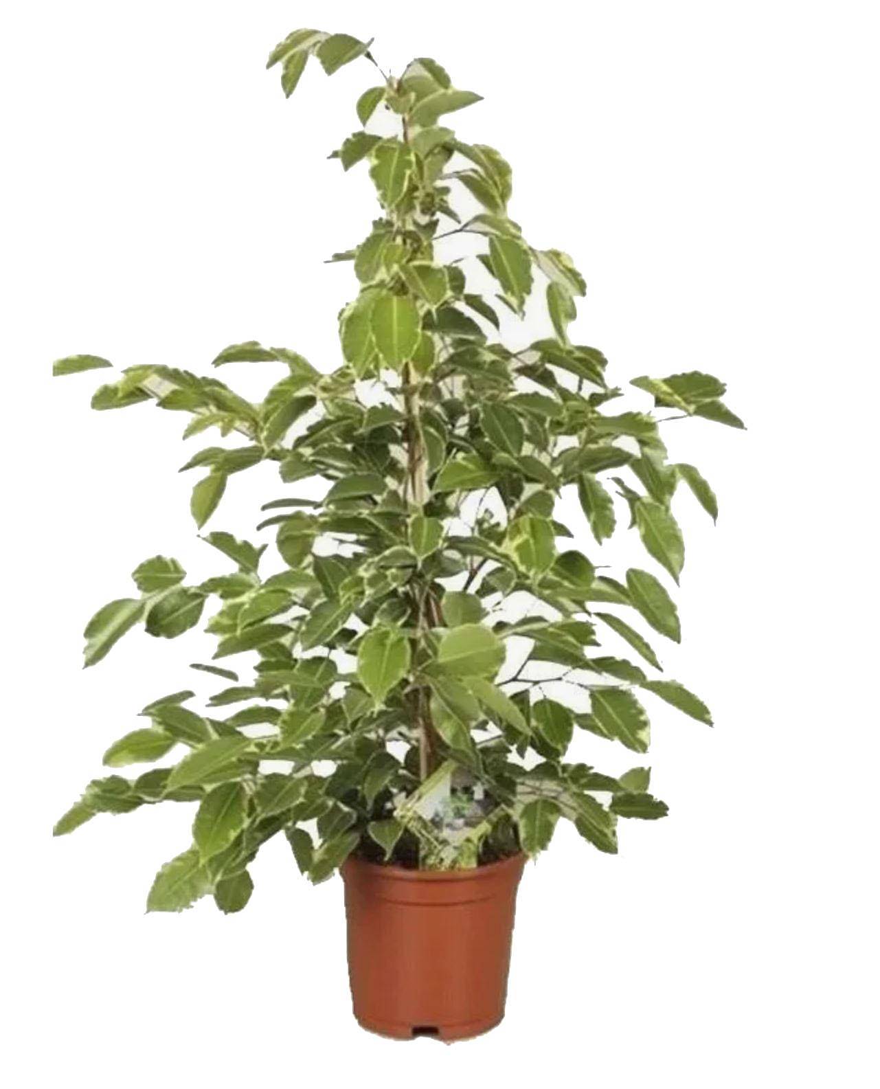 Фикус Бенджамина Голден Кинг - Ficus benjamina Golden King D17 H60