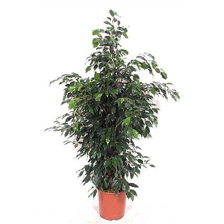 Фикус Бенджамина Даниэль - Ficus Benjamina Danielle D27 H140