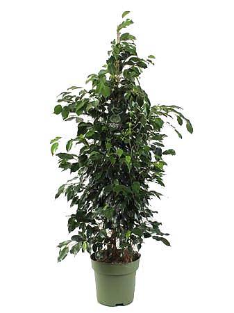 Фикус Бенджамина Даниэль - Ficus Benjamina Danielle D27 H145