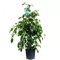 Фикус Бенджамина Даниэль - Ficus Benjamina Danielle D15 H60