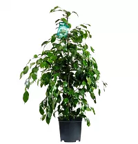 Фикус Бенджамина Даниэль - Ficus Benjamina Danielle D15 H60