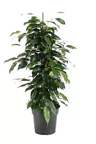 Фикус Бенджамина Даниэль - Ficus Benjamina Danielle D17 H70