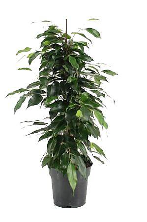 Фикус Бенджамина Даниэль - Ficus Benjamina Danielle D17 H70