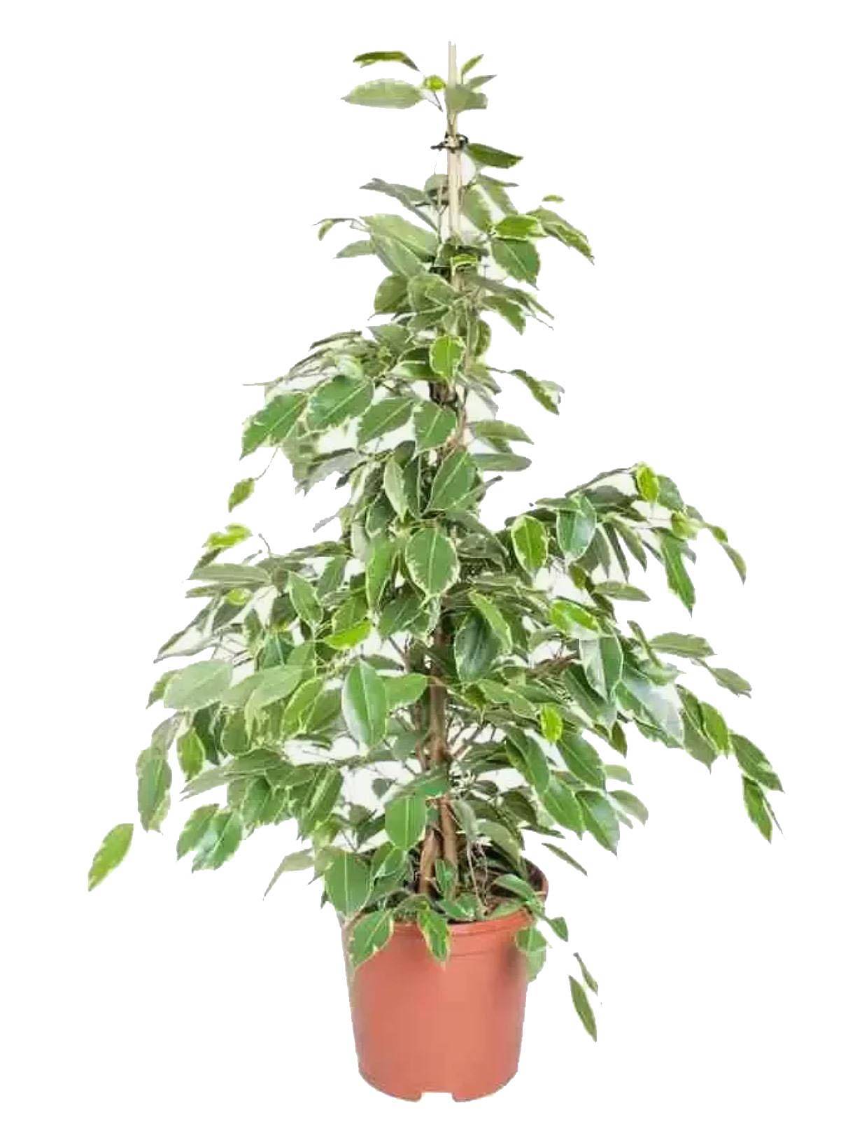 Фикус Бенджамина Голден Кинг - Ficus benjamina Golden King D21 H80