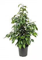 Фикус Бенджамина Экзотика - Ficus benjamina Exotica D21 H80