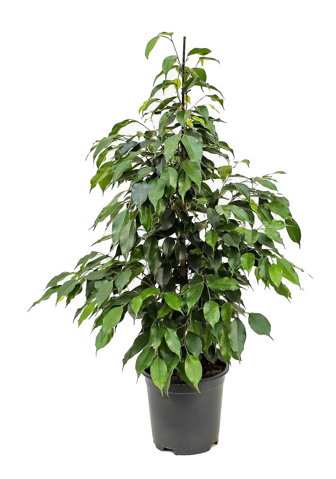 Фикус Бенджамина Экзотика - Ficus benjamina Exotica D21 H80