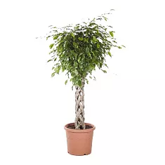 Фикус Бенджамина Экзотика труба - Ficus Be Exotica Tube D31 H135