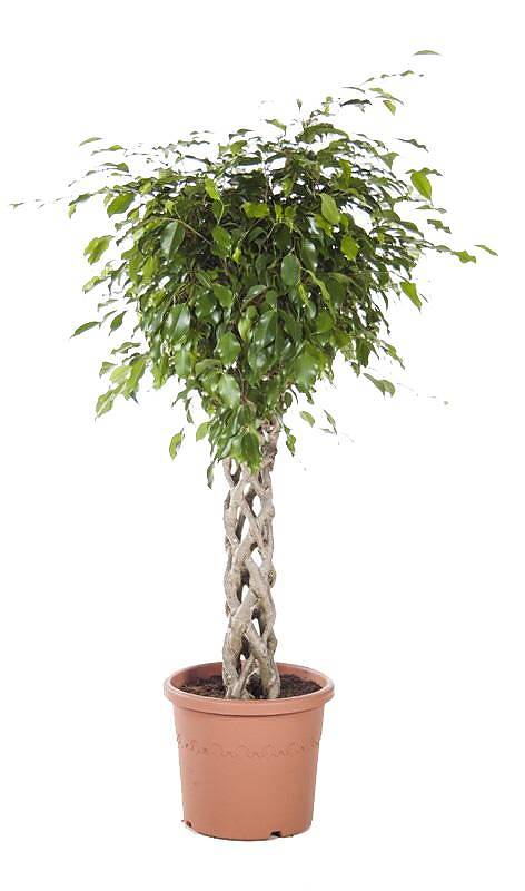 Фикус Бенджамина Экзотика труба - Ficus Be Exotica Tube D31 H135