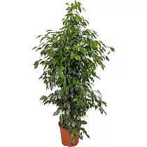 Фикус Бенджамина Даниэль - Ficus Benjamina Danielle D30 H150