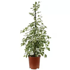 Фикус бенджамина Старлайт D27 H140