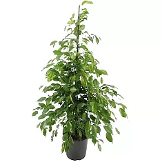 Фикус Бенджамина Экзотика - Ficus benjamina Exotica D24 H90