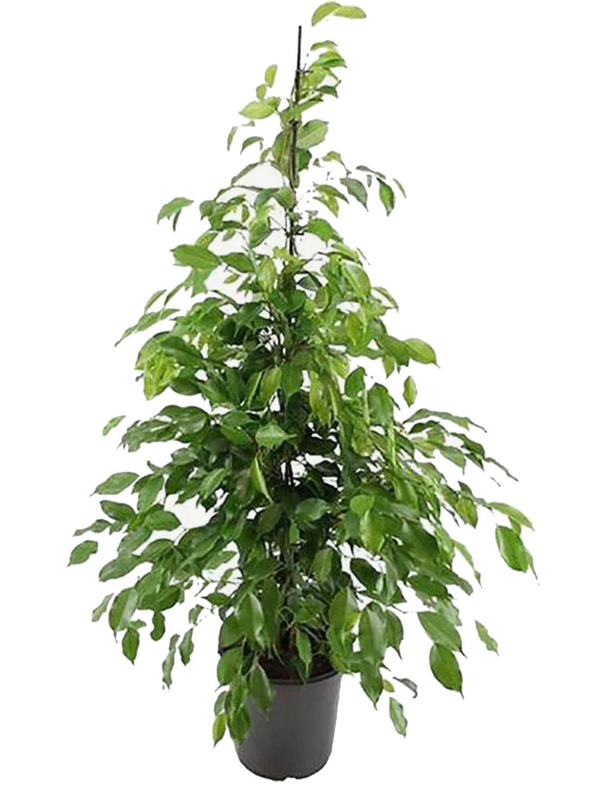 Фикус Бенджамина Экзотика - Ficus benjamina Exotica D24 H90