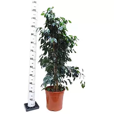 Фикус Бенджамина Даниэль - Ficus Benjamina Danielle D25 H110