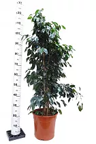 Фикус Бенджамина Даниэль - Ficus Benjamina Danielle D25 H110