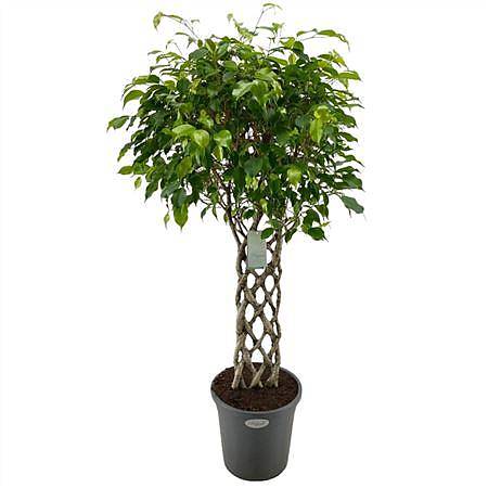 Фикус Бенджамина экзотика решетка - Ficus Be Exotica Mat D31 H130