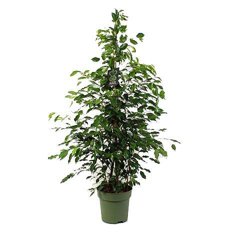 Фикус Бенджамина Экзотика - Ficus benjamina Exotica D27 H145