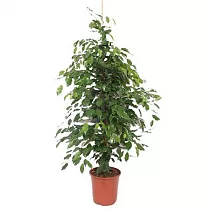 Фикус Бенджамина Экзотика - Ficus benjamina Exotica D27 H160