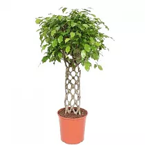 Фикус Бенджамина экзотика решетка - Ficus Be Exotica Mat D24 H100