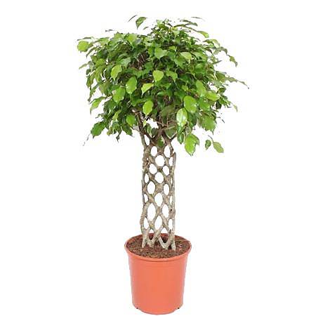 Фикус Бенджамина экзотика решетка - Ficus Be Exotica Mat D24 H100