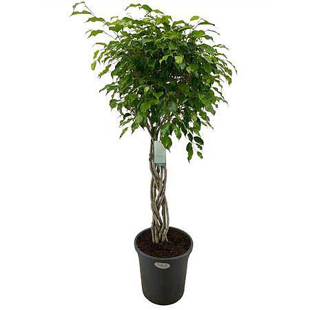 Фикус Бенджамина экзотика плетеный - Ficus Be Exotica Braid D31 H140