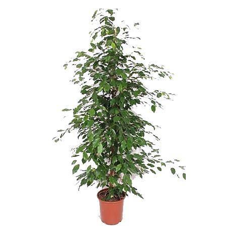 Фикус Бенджамина Экзотика - Ficus benjamina Exotica D32 H180