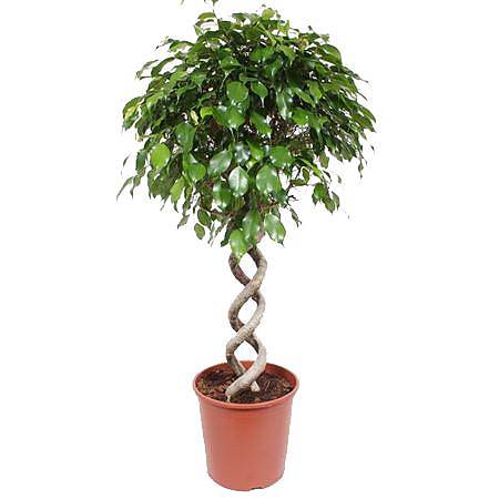 Фикус Бенджамина экзотика двойная спираль - Ficus Be Exotica Double Spiral D30 H130